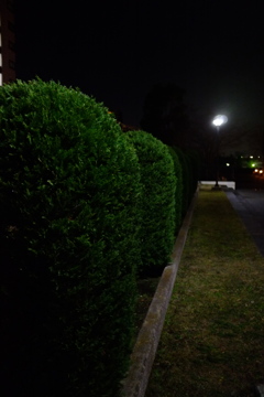 夜の隅田川沿い散歩１