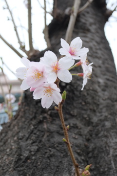 桜