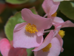 ピンクの花