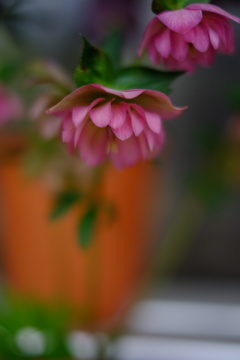 ピンクの花