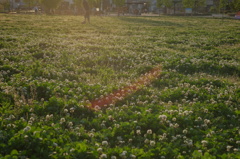 広場