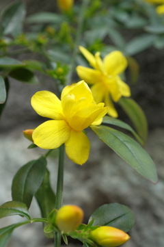 黄色い花