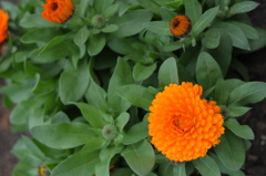 オレンジの花