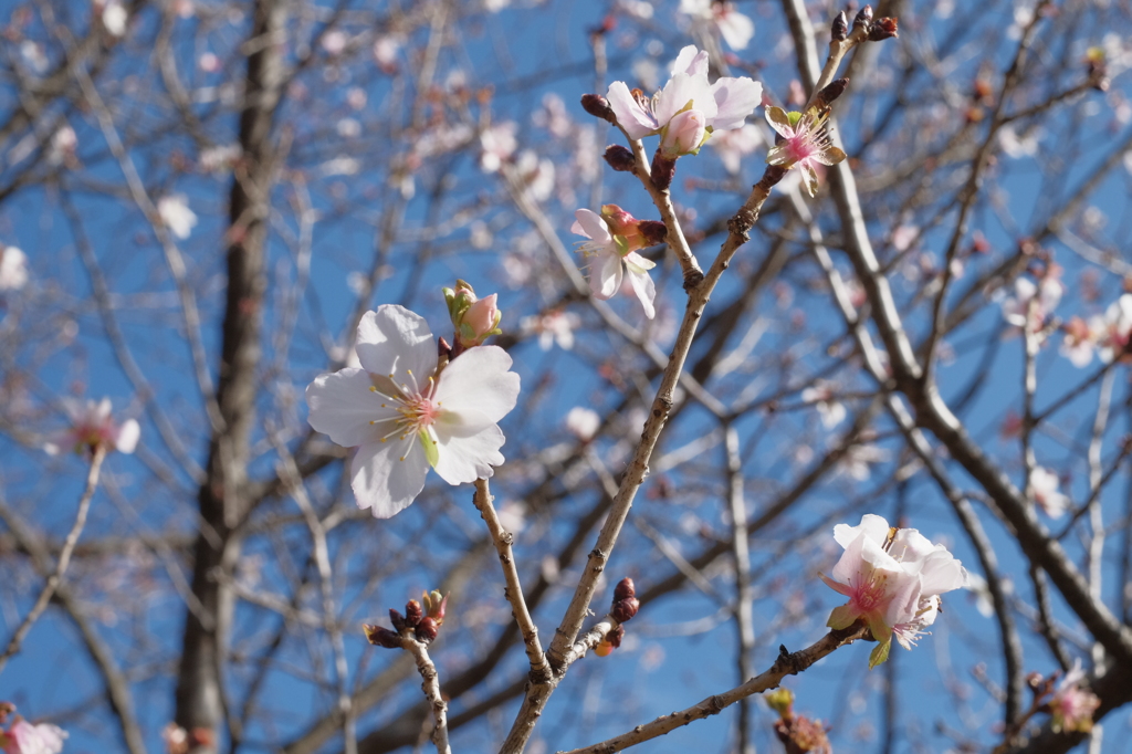 桜