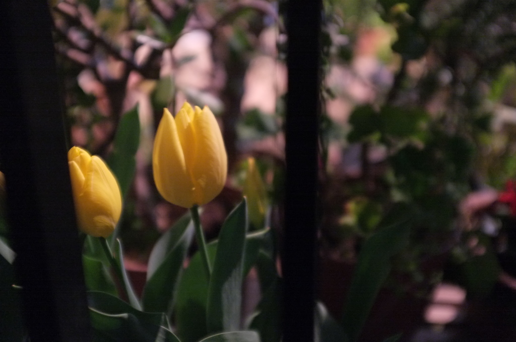 チューリップ