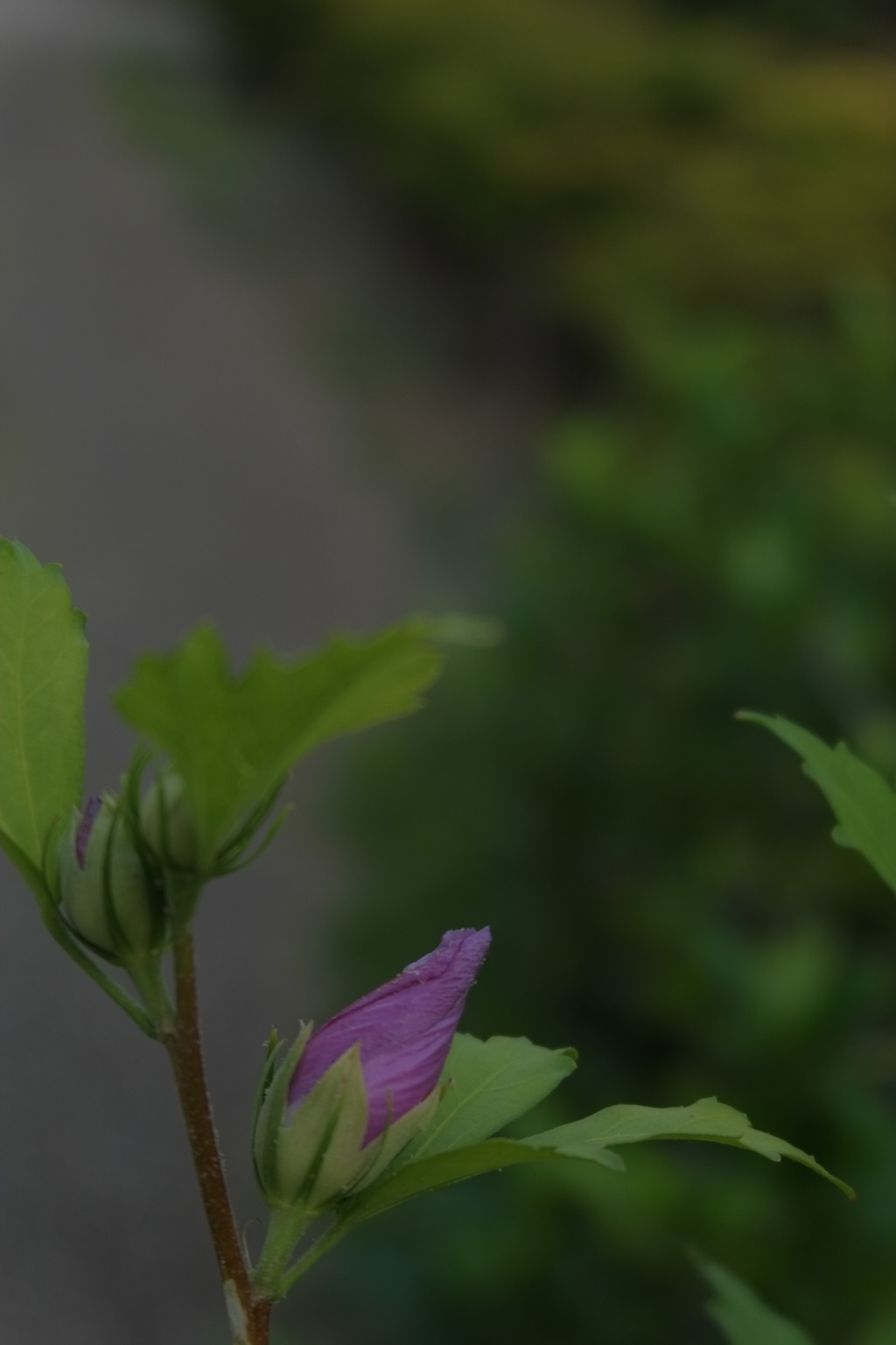ひっそり