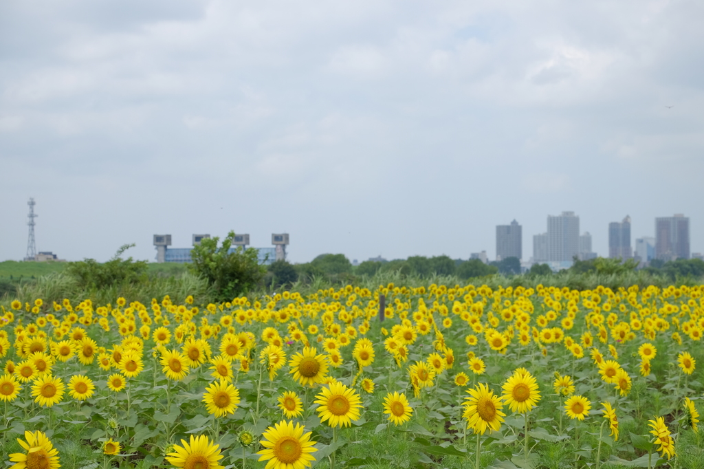 たくさんのひまわり