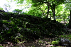 庭園の暗いところ