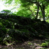 庭園の暗いところ