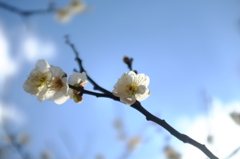梅