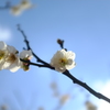 梅