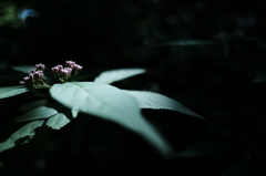 緑