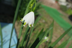 白い花