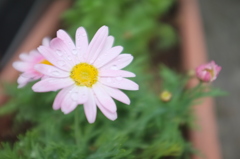 ピンクの花
