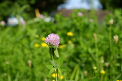 紫の花