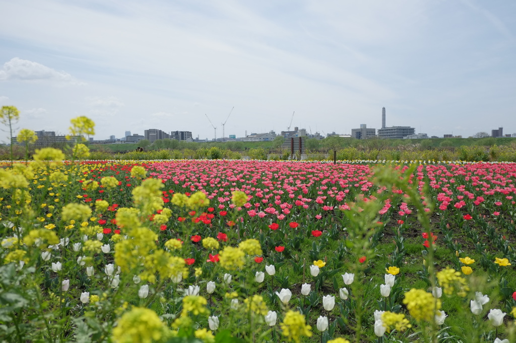 チューリップ畑
