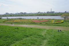 チューリップ畑