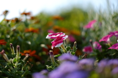 紫と白の花