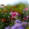 紫と白の花