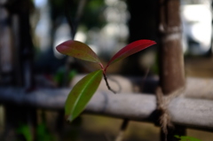 三つ葉