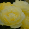 黄色いバラ