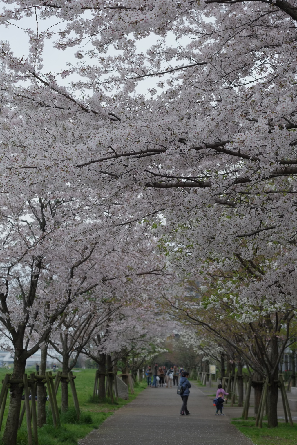 川沿いの桜