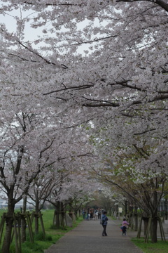 川沿いの桜