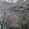 川沿いの桜