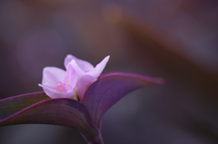 ピンクの花