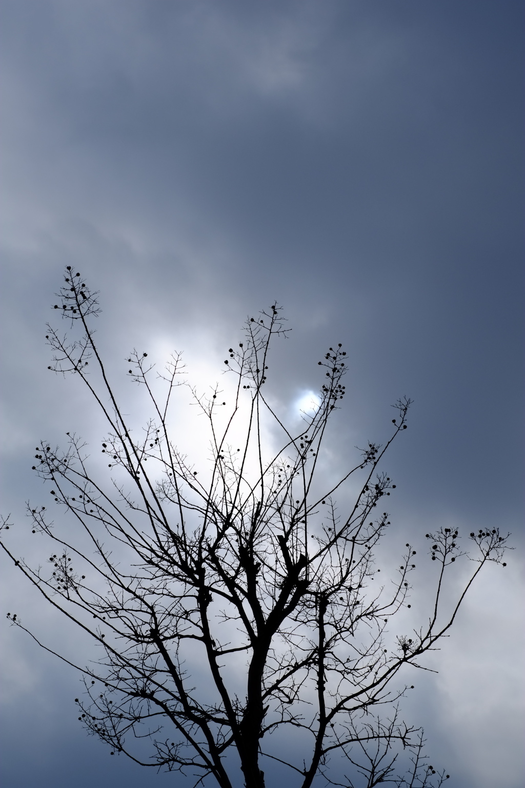 空と木