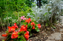 公園の赤い花