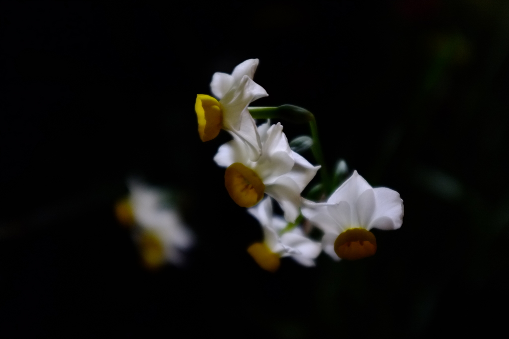 夜に咲く花