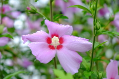 ピンクの花と雨