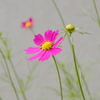 コスモス