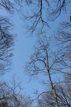 公園の空