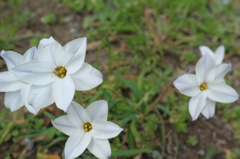 白い花