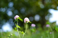 紫の花