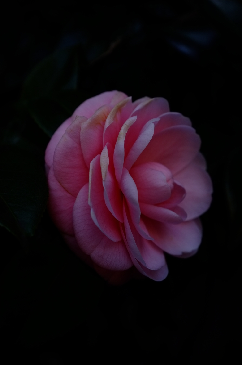 ピンクの花