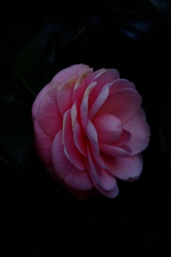 ピンクの花