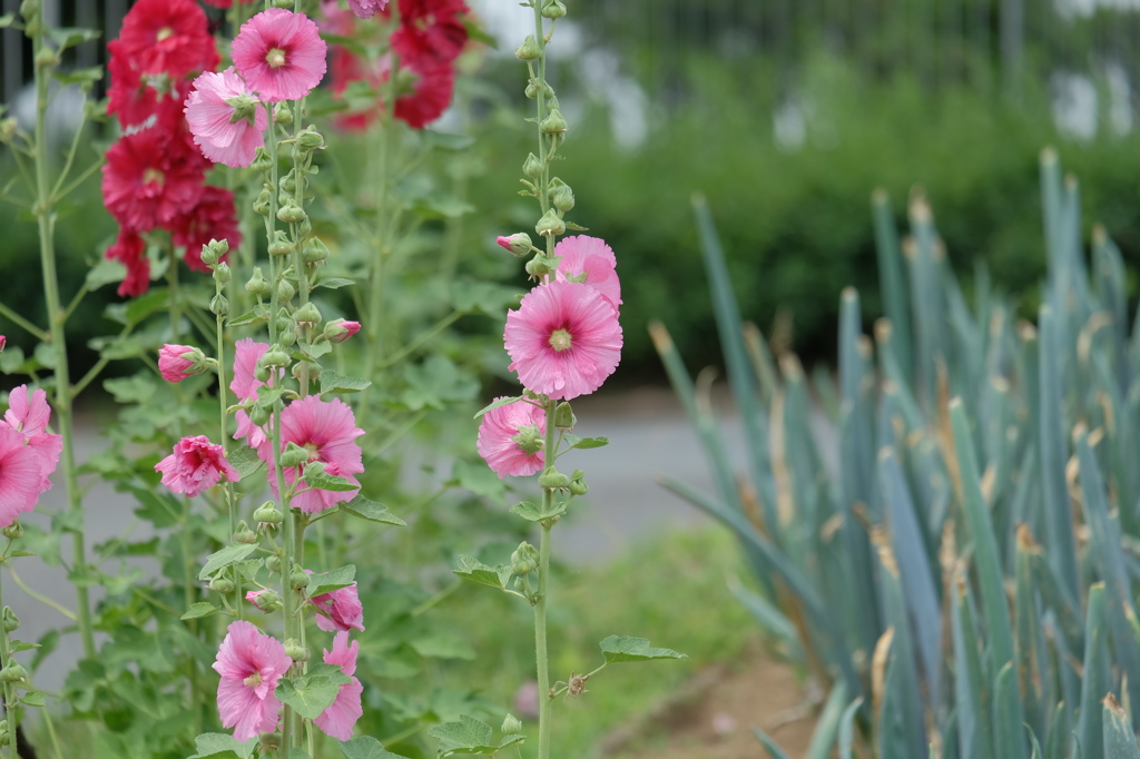 ピンクの花とネギ