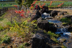 小川と紅葉