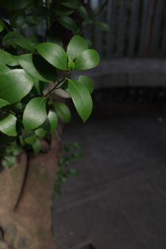 葉っぱ