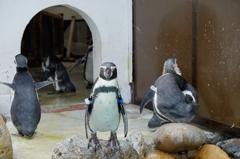 ペンギン＠小樽水族館