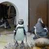 ペンギン＠小樽水族館