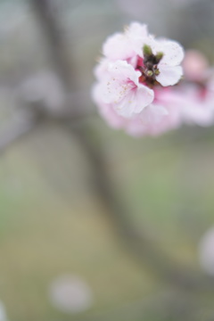 梅