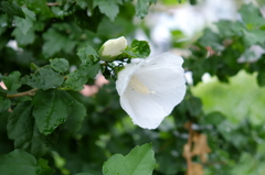 白い花