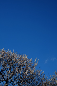 青空と梅