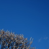 青空と梅