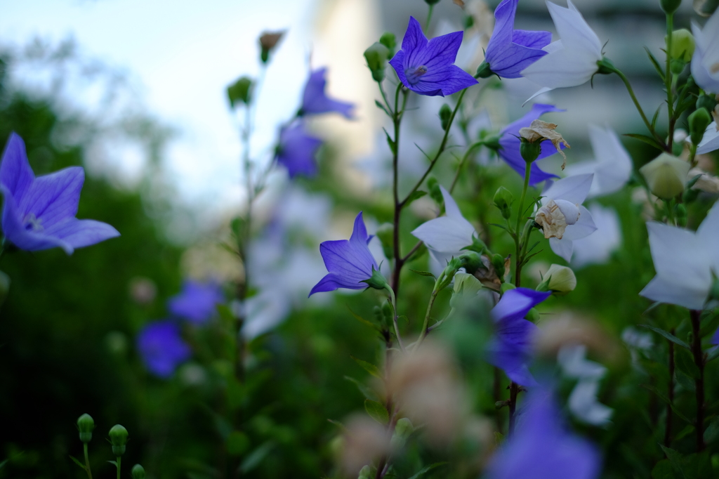 紫の花と白の花