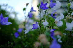 紫の花と白の花